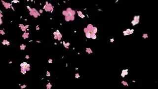 Cherry Blossom