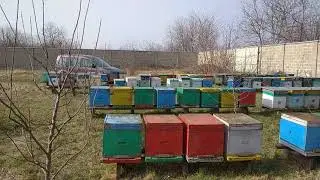 В  день обльоту дав канді та поставив поїлки