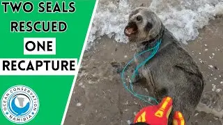 Two Seals Rescued One Recapture