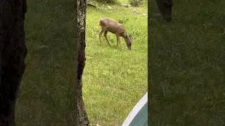 Nosy Neighbors 🦌