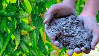 1 Spoon and Even dead cucumbers, tomatoes, will instantly grow and will not get sick, will increase