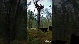 нападение собак 😂 