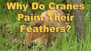 Sandhill Cranes Painting Their Feathers