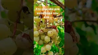 Кто УНИЧТОЖАЕТ виноград лучше?))) #деревня #виноградник #виноградарь #дача #природа #юмор #шортс