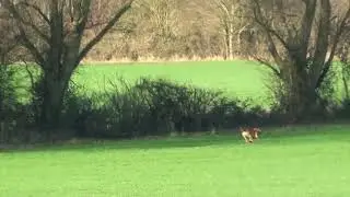 Easton Harriers chase a hare on Boxing Day 2016 // Easton Harriers, 26.12.16