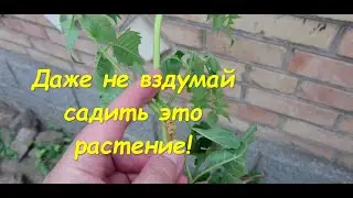 Don't even think about planting this plant! It's impossible to get rid of it!