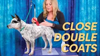 Line-Brushing and Line-Combing a Close Double Coat