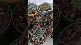 Kaktüs sevdası bitmez #kaktüs #çiçeklikaktüs #gymnocalycium