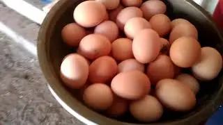 Chicken Egg Collecting