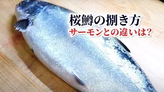サクラマスの捌き方！サーモンとはどう違う？脂のノリは？