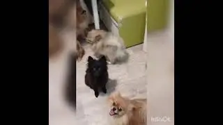 Мои шпицульки красатульки
