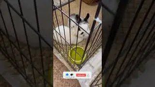 Кролики  RabbitsHH ,желаю тебе хорошей и продуктивной недели. 