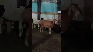 Ярки и бараны, 4-6 месяцев. Бронь. Количество ограничено.