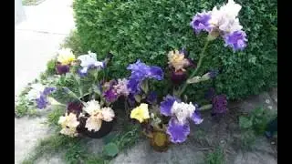 Ирисы-сеянцы. Неожиданные сюрпризы. Iris seedlings