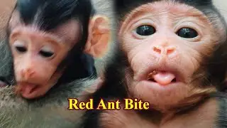 Million Pity Small baby monkey got red ant bite on tongue maybe very hurt |