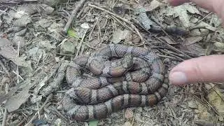 Eastern Milk Snake in the KY Knobs - 22 August 2024