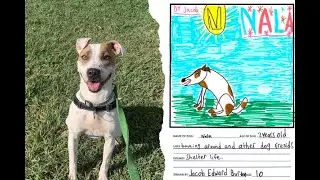 Students draw pictures of shelter dogs to help them get adopted