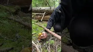 За грибами в Америке #shorts