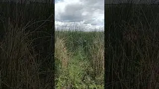 Спряталась #животные