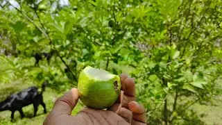 পেয়ারা বাগানে করলাম এক বিশেষ অভিযান 🫣😀