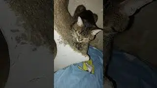 Good night Cat family 😍 #cats