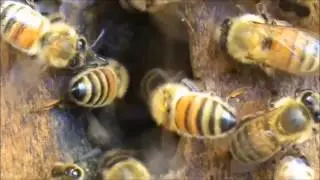 Beekeeping: Bees Washboarding & Fanning During Hot Weather.