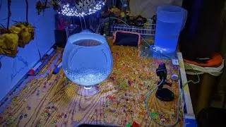 WEEK LONG 📽⏲🔴🟠🟡🟢🔵🟣 Water Beads filling kiddy pool