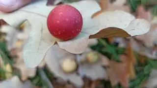Необычное явление / нарост на листьях.