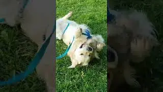 Zabawka jako pomoc w rozładowaniu stresu psa. 