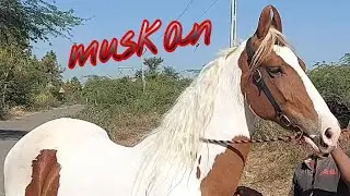 Marwari brood mare:😀 MUSKAN 😀