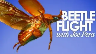 Beetles in Flight with Joe Pera