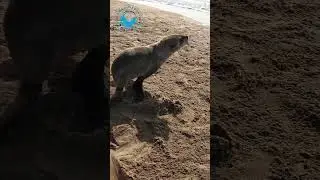 Seal Rescued From Gill Net #shorts