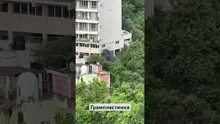 Черная чернушка