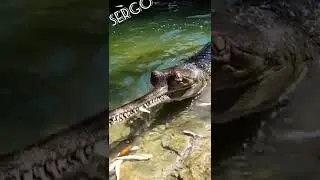 Fish... interesting videos 🙂
