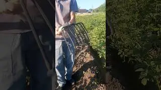 Картофельные вилы новое применение на огороде