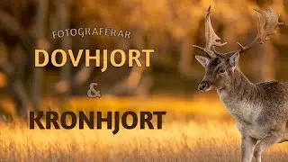 Dovhjort & Kronhjort– så fotograferar du från ett fotogömsle