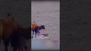 Wolves attacked the camels.