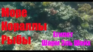 Море, кораллы, рыбы. Египет, Шарм Эль Шейх