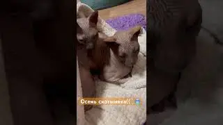 Мои Дени и Бени замерзают((         