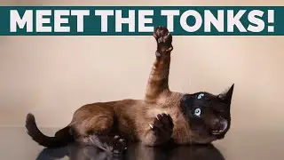 Tonkinese Cats 101: Personality, History, Behavior And Health