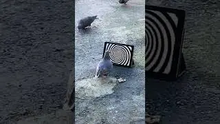 Quedo Hipnotizada🤣