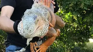 Como CAZAR, cocinar y COMER una iguana!