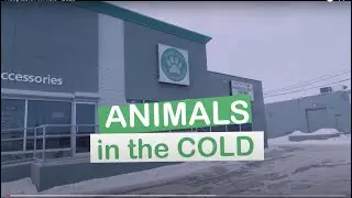 Adoptable Animals - 2023