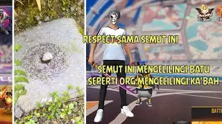 Viral!!! Semut ini mengelilingi batu, seperti org mengelilingi Ka'bah