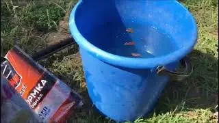 Супер-прикормка для Карпа.
