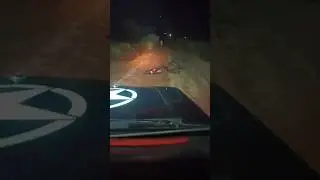 Black cow Accident on the road #cow #accident #shorts