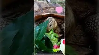 Нова оселя для черепах / A new home for turtles #shorts