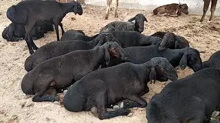 Куй бозор нархлари бугунгиси