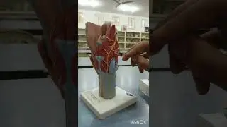 larynx anatomy