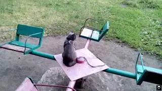 Кошка на поводке. Прогулка с кошкой. Лето 2018